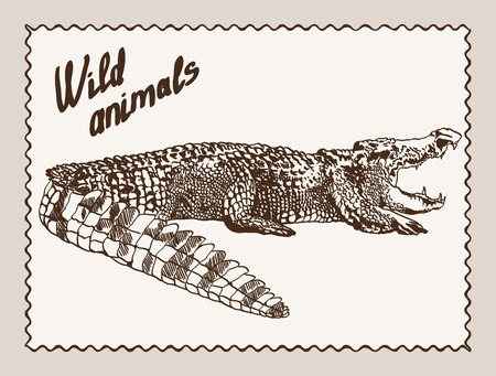 crocodile sketch on grey backgroundのイラスト素材