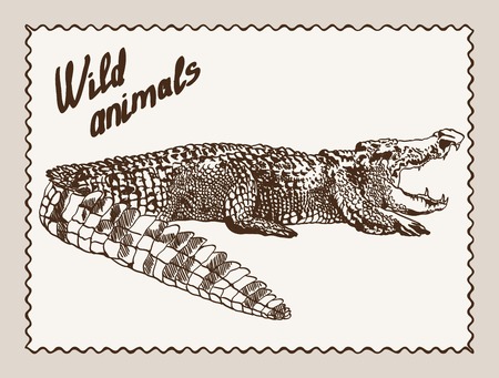 Illustration pour crocodile sketch on grey background - image libre de droit