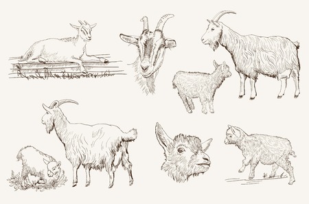 sketch of a goat made by handのイラスト素材