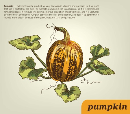 pumpkin.  harvest. Hand drawn illustrations vector artのイラスト素材