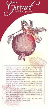 sketch of a Pomegranate fruit, made by handのイラスト素材