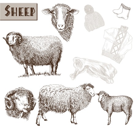 sheep breeding. set of vector sketches on a white backgroundのイラスト素材