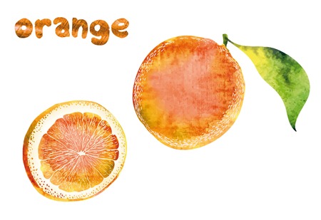Hand drawn illustrations of beautiful orange fruitsのイラスト素材