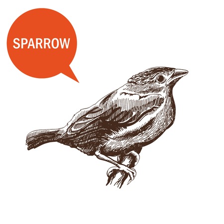 sparrowのイラスト素材