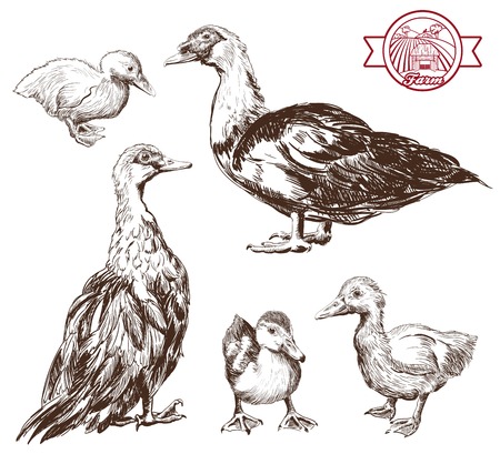 breeding ducks. set of vector sketches. Hand drawn illustrationsのイラスト素材