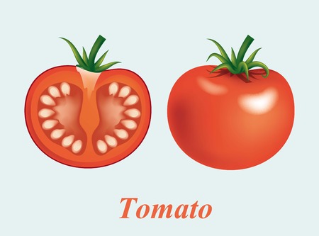 vector illustrations of beautiful red ripe tomatoesのイラスト素材