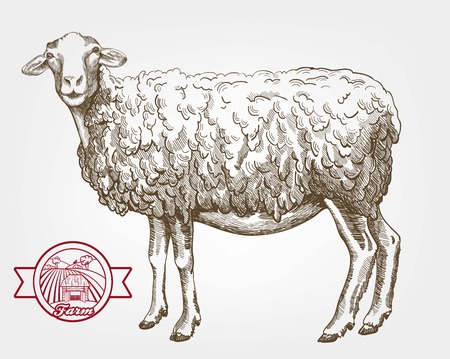 sheep breeding. vector sketch on a white backgroundのイラスト素材