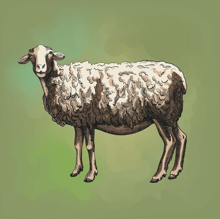sheep breeding. vector sketch on a green backgroundのイラスト素材