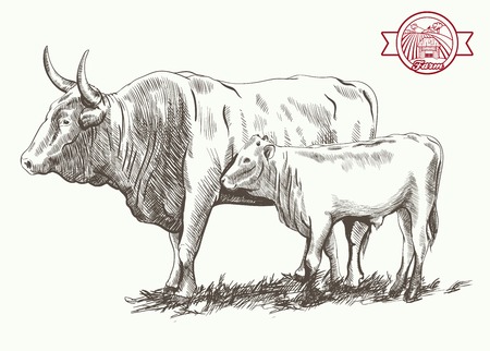 adult bull and goby  grazing cattle vector sketch on a white backgroundのイラスト素材