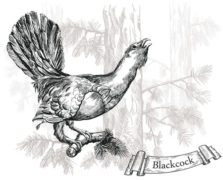 Black grouse vector sketch on a white backgroundのイラスト素材