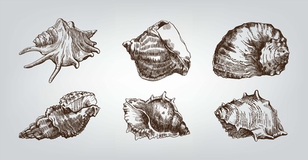 Beautiful group of seashells sketches on background with ocean beachのイラスト素材