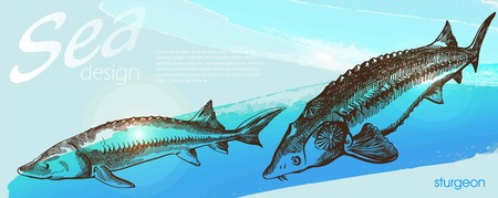 Two detailed images of sturgeon on blue horizontal backgroundのイラスト素材