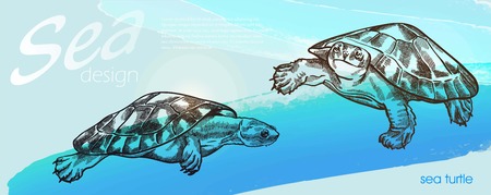 Vector image of two turtle on blue horizontal backgroundのイラスト素材