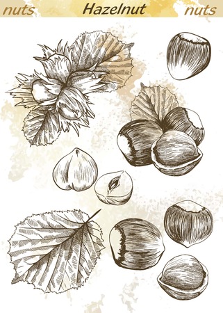 hazelnut set of vector sketches on an abstract backgroundのイラスト素材
