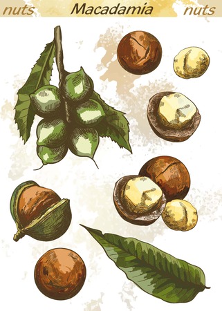 macadamia nut set of color vector sketches on an abstract backgroundのイラスト素材