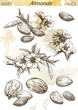 almonds set of vector sketches on an abstract backgroundのイラスト素材