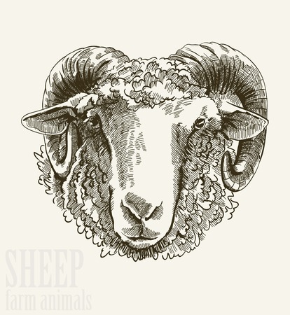 Vector illustration of engraving ram head close up on white backgroundのイラスト素材