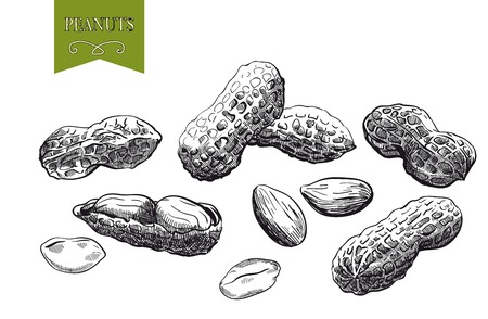 peanuts set of sketches made by handのイラスト素材