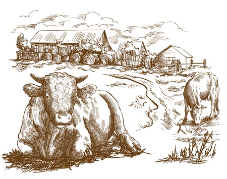 cattle grazing in the open air. sketch made by handのイラスト素材