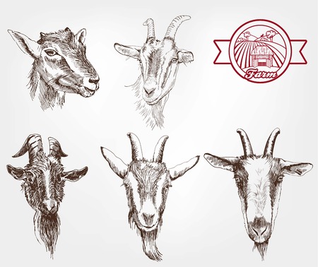 goat breeding. set of sketches made by handのイラスト素材