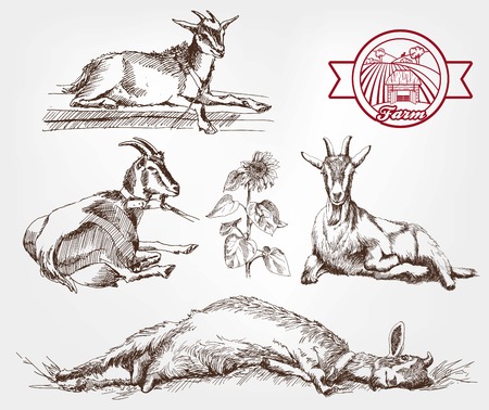 goat breeding. set of sketches made by handのイラスト素材
