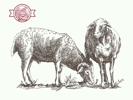 sheep breeding. sketch made by hand on a white backgroundのイラスト素材