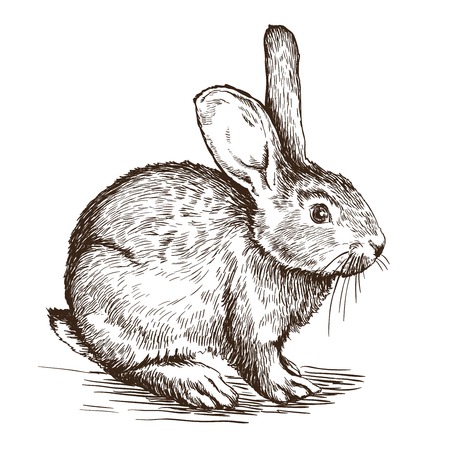 sketch of  rabbit on a white backgroundのイラスト素材