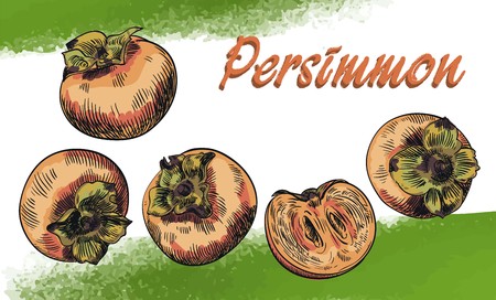 hand drawn colored sketches of persimmon on an abstract backgroundのイラスト素材
