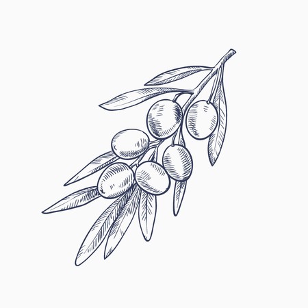 hand drawn sketch of olive branch with olives on a white backgroundのイラスト素材