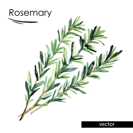 rosemary color illustration painted with watercolorsのイラスト素材