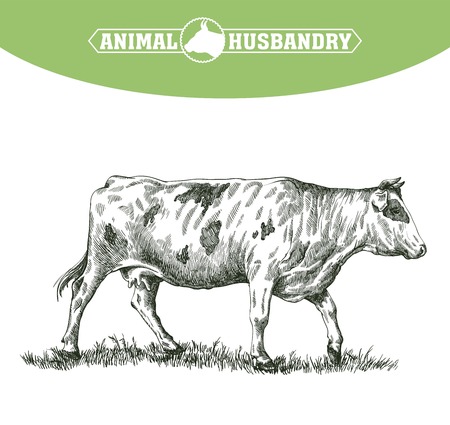 sketch of cow drawn by hand on a white background. livestock. cattle. animal grazingのイラスト素材