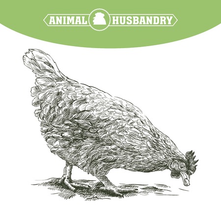 sketch of chicken drawn by hand. poultry breeding.のイラスト素材
