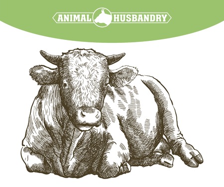 sketch of cow drawn by hand on a white background. livestock. cattle. animal grazingのイラスト素材