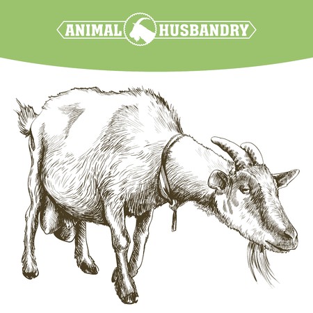 sketch of goat drawn by hand on a white background. livestock. animal grazingのイラスト素材
