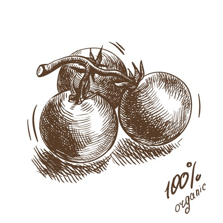 organic tomatoes sketchのイラスト素材