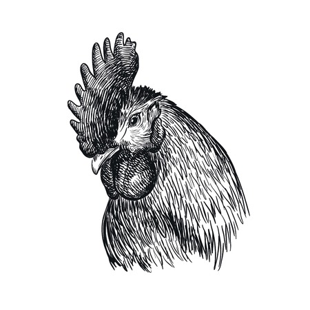 chicken breeding. animal husbandry. livestockのイラスト素材