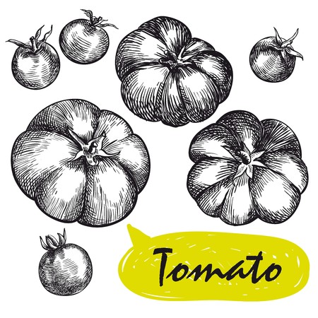tomatoes sketches. harvestingのイラスト素材