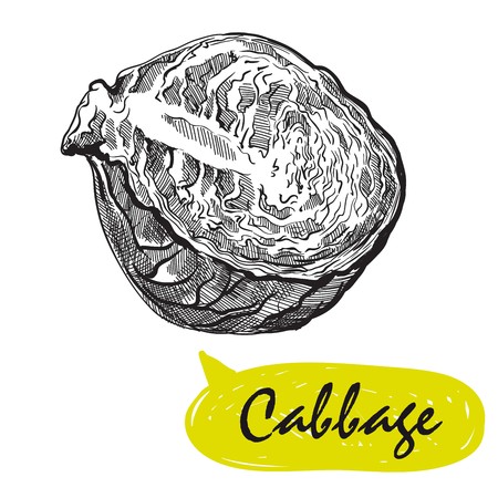 cabbage sketch. harvestingのイラスト素材