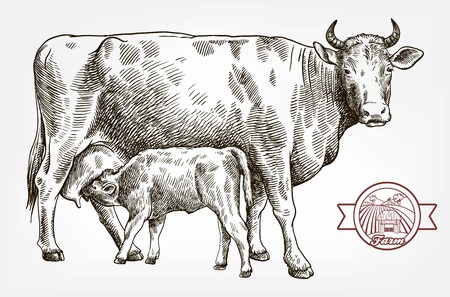 breeding cow. animal husbandry. livestockのイラスト素材