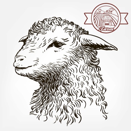 Head of a sheep. animal husbandryのイラスト素材