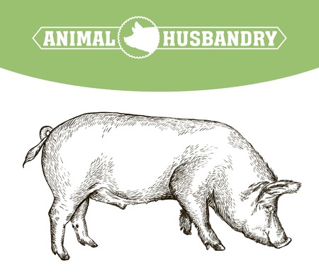 sketch of pig drawn by hand. livestockのイラスト素材