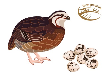 Quail. Farm products. Colored illustrationのイラスト素材