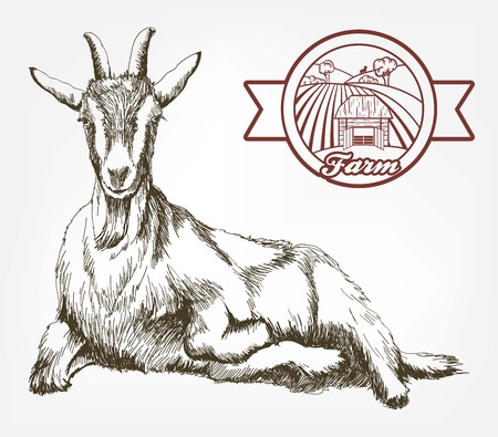 sketch of goat drawn by hand. livestock. animal grazingのイラスト素材