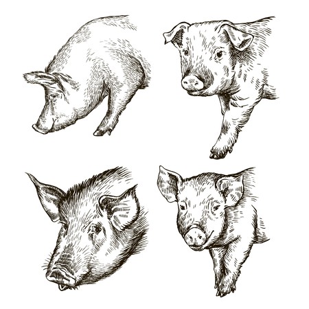 sketches of pigs drawn by hand. livestockのイラスト素材