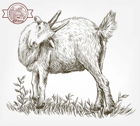 A sketch of goat drawn by hand. livestock. animal grazing.のイラスト素材