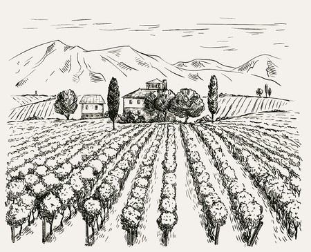 Vineyard and winery. vector sketch drawn by hand on a grey backgroundのイラスト素材