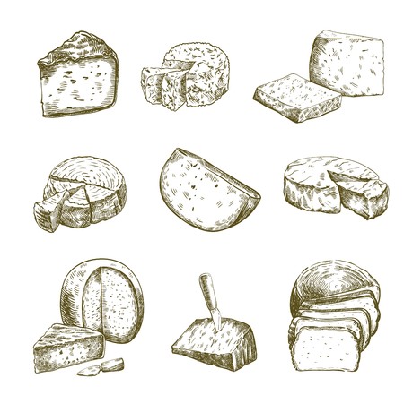 Different types of cheese. Set of vector sketches on whiteのイラスト素材