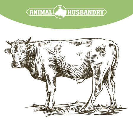Breeding cow, animal husbandry, and livestock illustration.のイラスト素材