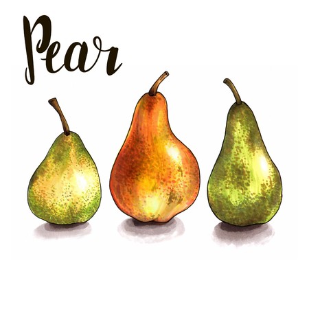 three ripe pears on a white. sketch made by handの写真素材