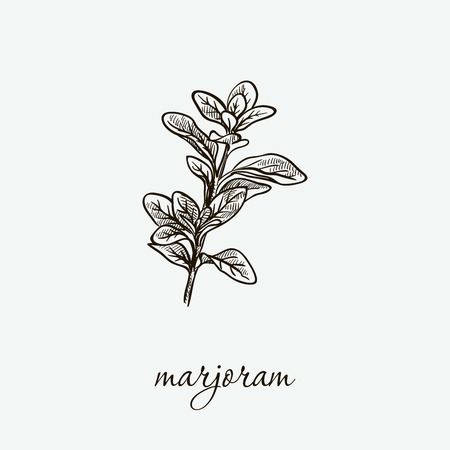 marjoram. natural herbs. sketch on greyのイラスト素材